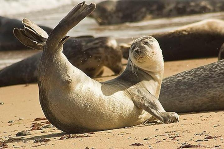 Relaxing Chalet On Popular California Sands Short Stroll To Beach, Nr Norfolk Broads & Great Yarmouth Scratby Luaran gambar